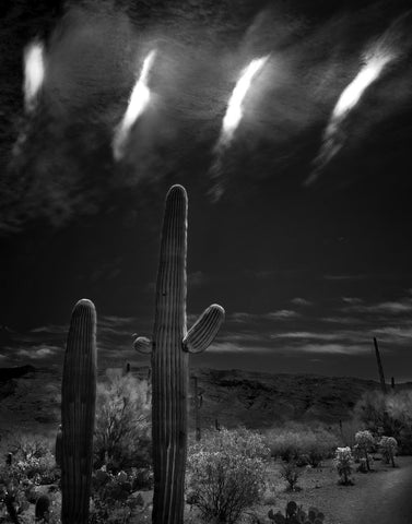 Saguaro Sky