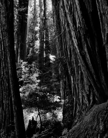 Muir's Redwoods